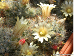 Mammillaria multiceps - 5 семян