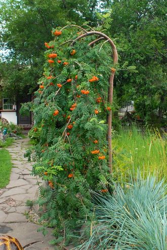 &quot;Мичуринская Десертная&quot; рябина плакучая (Sorbus &quot;Desertnaja Michurina&quot;)