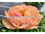 Paeonia itoh hybr. Lollipop