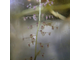 Пузырчатка - Utricularia longifolia