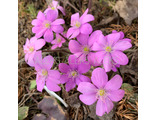 Hepatica nobilis «Пинк»