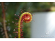 Drosera "Filiformis Red"