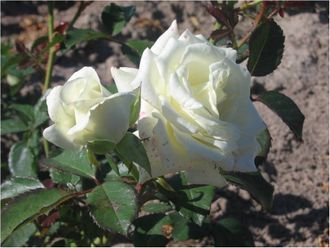 Акито, Ч/Г Hans Jürgen Evers Акито, Ч/Г Hans Jürgen Evers