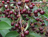 Вишня "Дюк Чудо-вишня"
