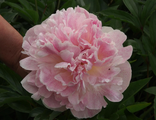 Paeonia Courage