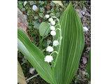 Convallaria majalis Albostriata