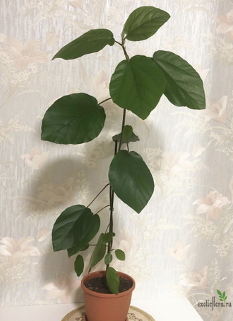 Ficus Sp. / фикус природник