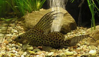 Синодонтис эруптерус, вуалевый, флаговый (Synodontis eupterus)