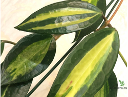 Hoya Macrophylla ‘Pot of Gold’