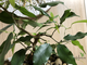 Ficus Benjamina Wiandi / фикус вианди