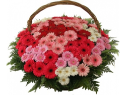 Шикарные корзины с герберами