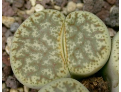 Lithops pseudotruncatella (syn.alpina) C381 - 10 семян