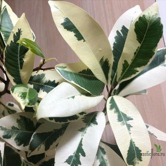 Ficus Microcarpa albomarginata / фикус микрокарпа вариегатный альба