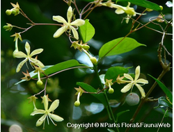 Clerodendrum Disparifolium / Клеродендрум диспарифолиум