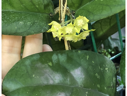 Hoya sp. SR 2011-029 aff. forbesii from Malaysia