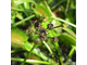 Семена Венерина Мухоловка Микс | Dionaea muscipula MIX