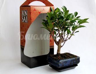 "Бонсай" - горшечное растение