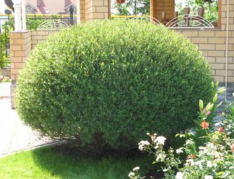 Ива пурпурная Нана(Salix purpurea Nana) (40-60)