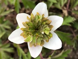 Anemone nemorosa ‘Green Fingers&quot;