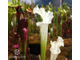 Sarracenia Leucophylla Alba