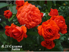 Плетистые розы - Сорт Салита (Salita).