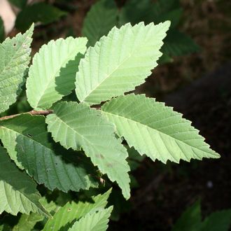 Вяз мелколистный С3