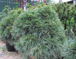 Глобоза Виридиз сосна обыкновенная (Pinus sylvestris Globosa Viridis) (20-30/5-7.5л)