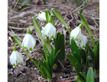 Leucojum vernum var. vagneri