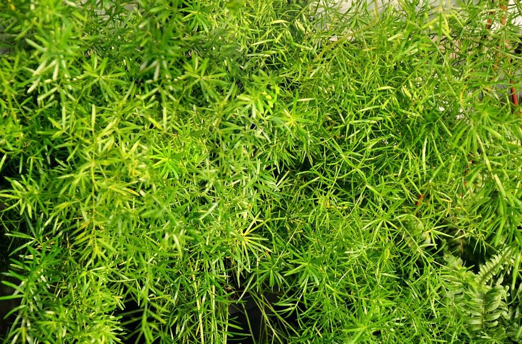 File:Asparagus officinalis Szparag lekarski 2022-05-22 01.jpg - Wikimedia Common
