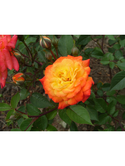 Санмейд (Sunmaid) роза