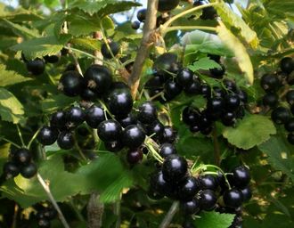 Селеченская-2