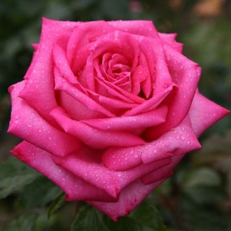 Дуфтрауш ( Duftrausch ,Центр роял), Ч/Г, Evers Дуфтрауш ( Duftrausch ,Центр роял), Ч/Г, Evers