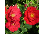 Роза парковая розовая