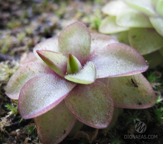 Pinguicula Seductora