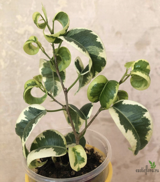 Ficus Benjamina Iren / фикус Бенджамина Ирен