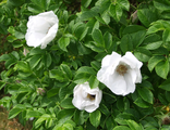 Роза ругоза Альба (Alba) С5