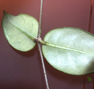 Hoya sp. DT-2, Cheingmai, Big leaves, White flower