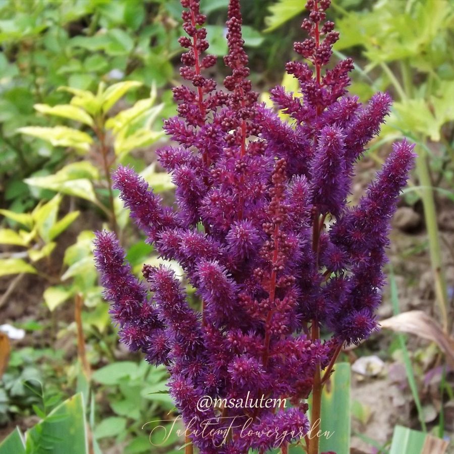 Astilbe Visions in Red 