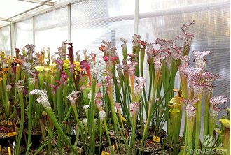 Sarracenia Leucophylla Helmut´s Delight