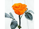 Стабилизированная роза в колбе Lerosh - Premium 33 см, Оранжевая