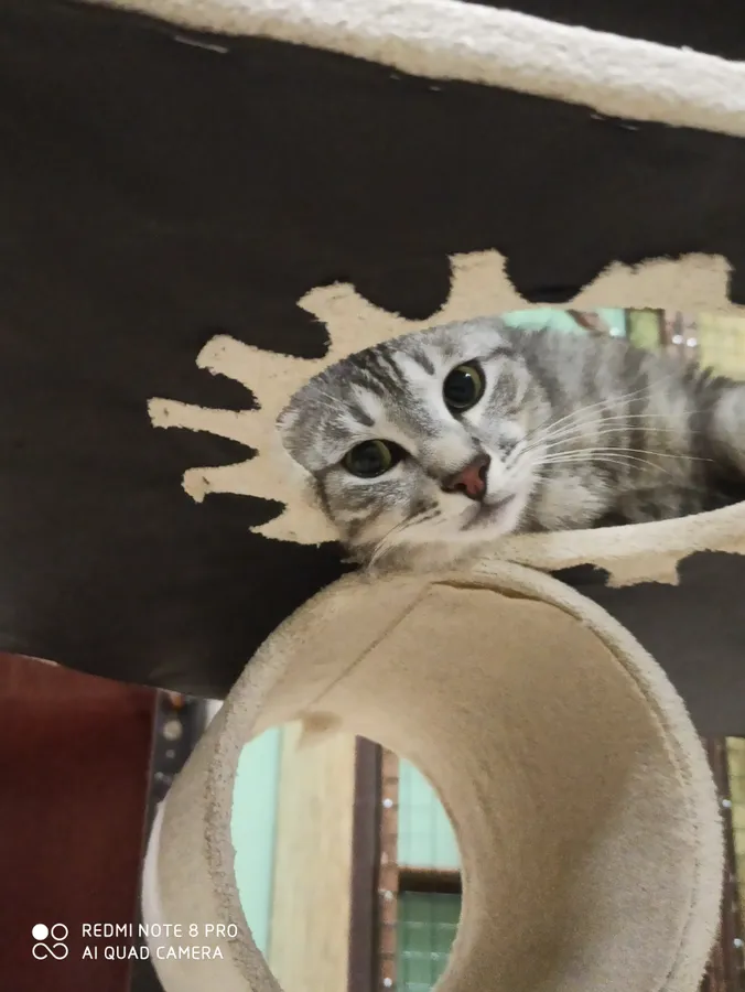 Метис мейнкуна Вильям