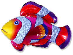 Рыбка - клоун
