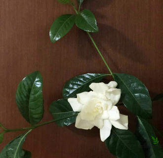 Gardenia Jasminoides 'Mystery'