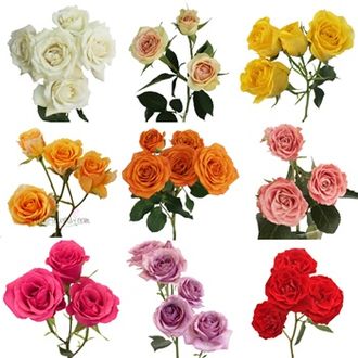 SprayRoses Mix70