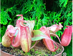 Nepenthes Hybrid - Непентес гибридный