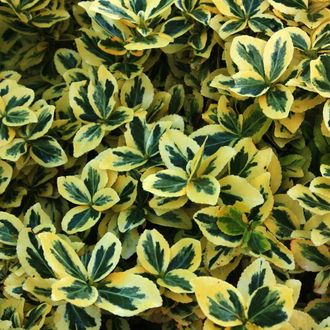 Бересклет Форчуна Эмеральд Голд (Euonymus fortunei Emerald Gold ...