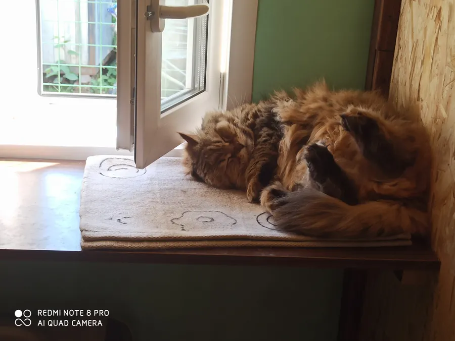 Сибирская кошка Буся