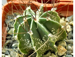 Astrophytum senile (D=40мм)