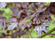 Роял Ред клён остролистный (Acer platanoides Royal Red)