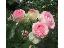 Пьер де Ронсард роза